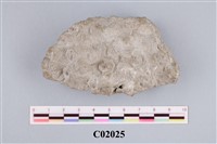 藏品(珊瑚化石)的圖片